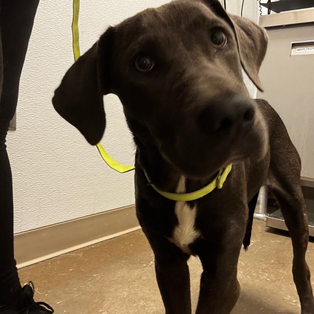 Bruce, a Adoptable Mixed Breed in Tulsa, OK image 6/6