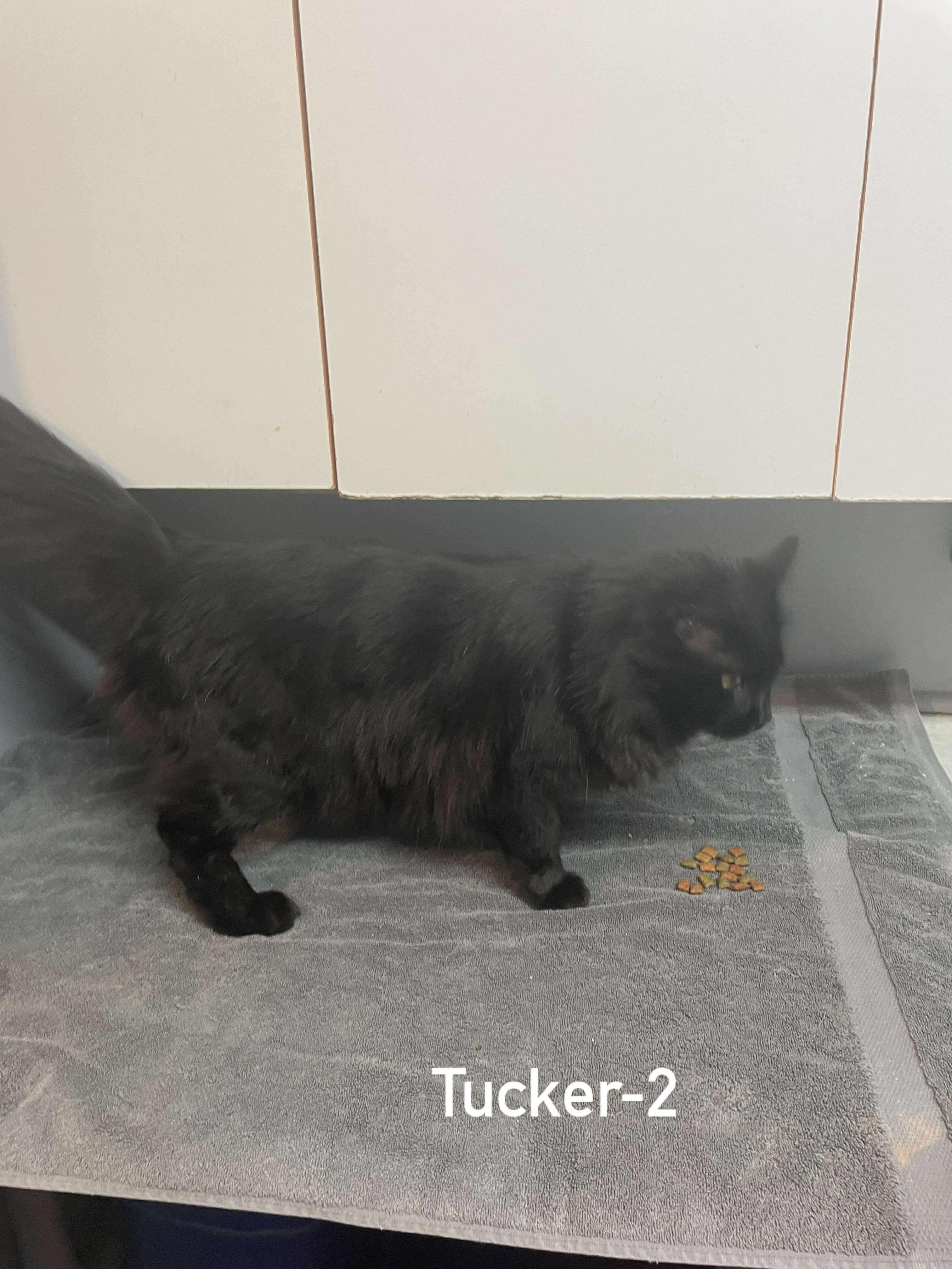 Tucker, an adopted Domestic Long Hair in Hoopeston, IL image 3/3