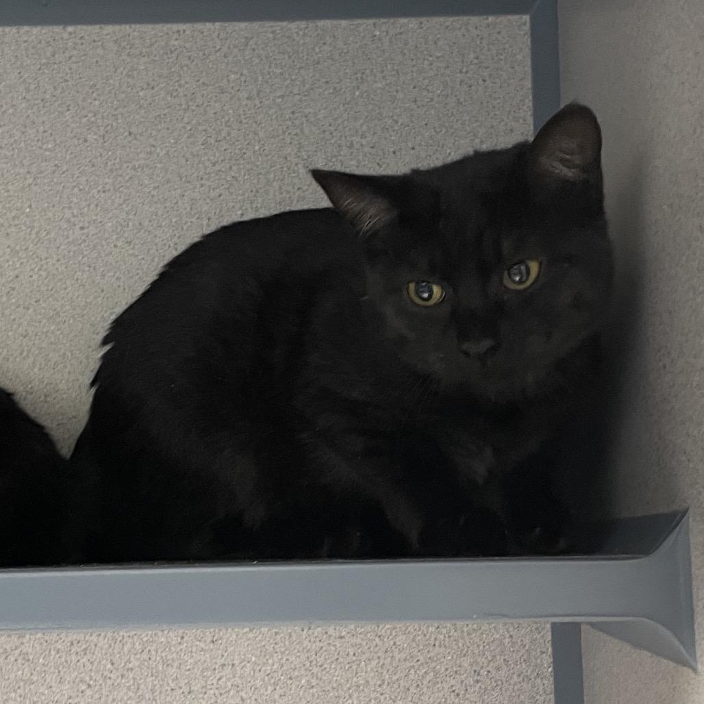 Cast, a Adoptable Domestic Short Hair in North Battleford, SK image 1/2