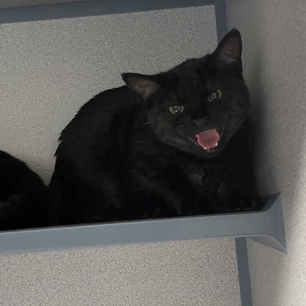 Cast, a Adoptable Domestic Short Hair in North Battleford, SK image 2/2