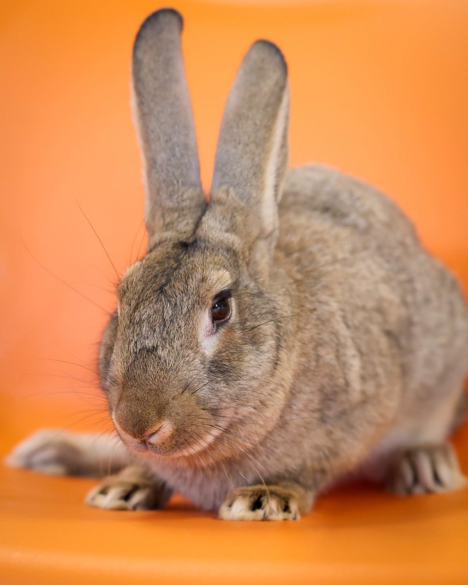 Enlarge CATAMARAN (0697), a ADOPTABLE mixed breed in Bridgeport, CT image 1/1