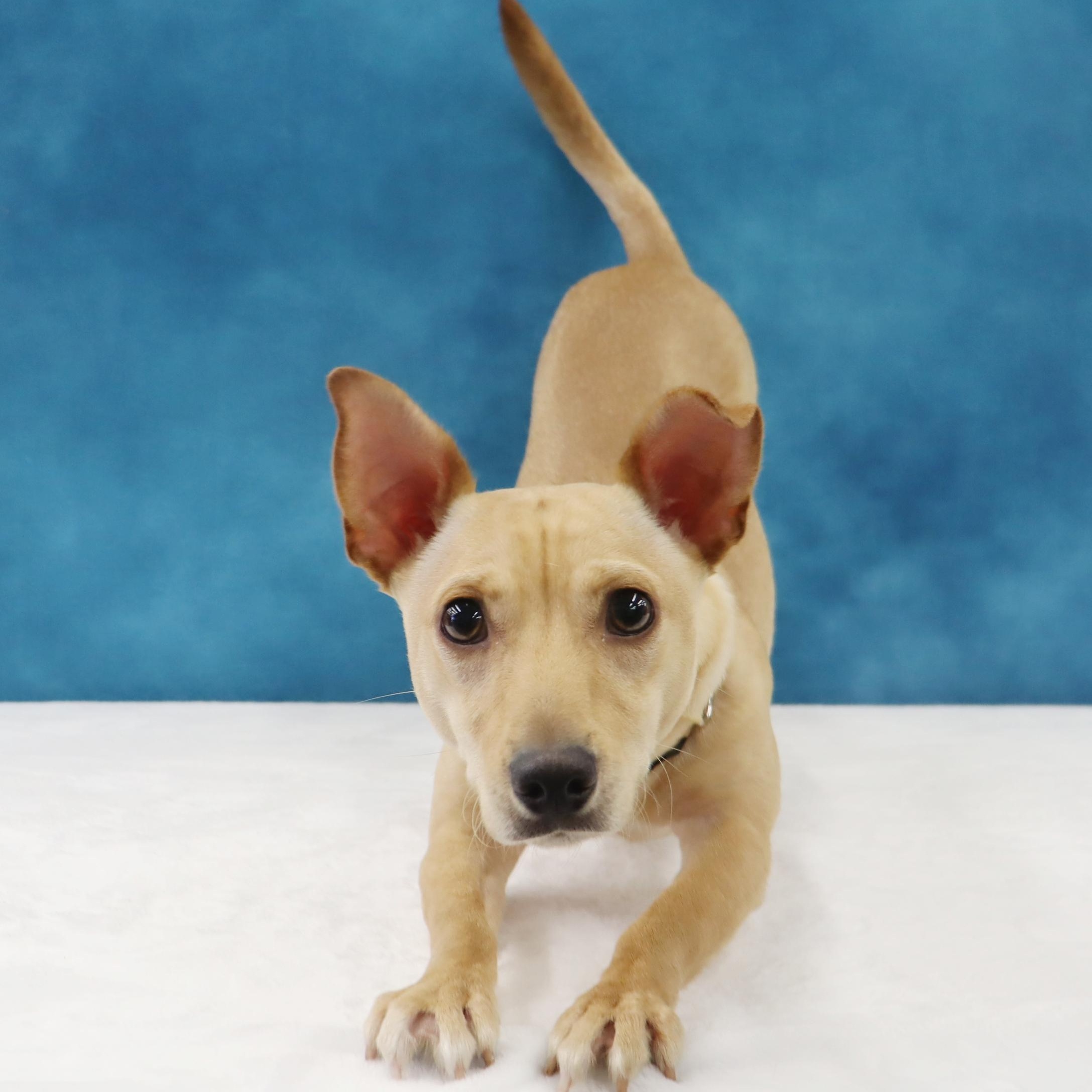 Enlarge Toby, a Curious, Playful, & Smart Youngster Ready for FUN!, an adoptable mixed breed in League City, TX image 3/6