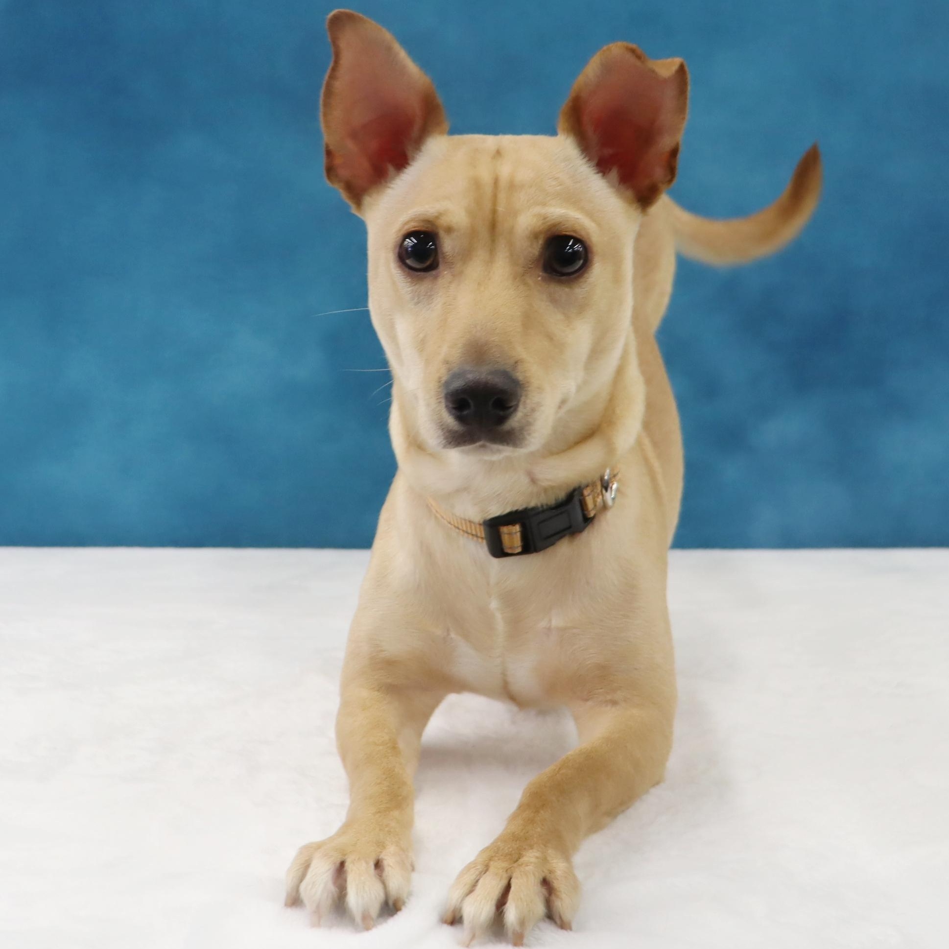 Enlarge Toby, a Curious, Playful, & Smart Youngster Ready for FUN!, an adoptable mixed breed in League City, TX image 4/6