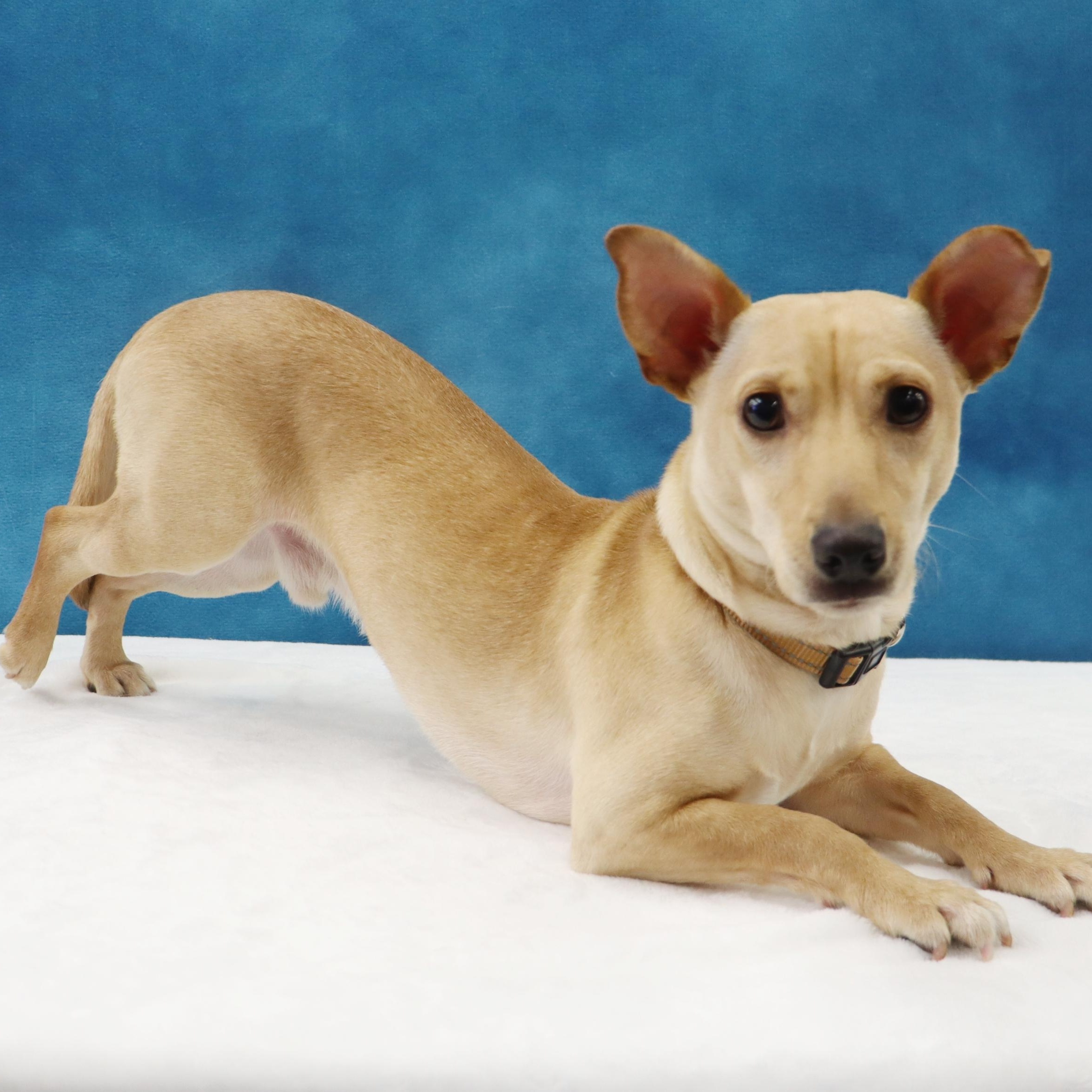 Toby, a Curious, Playful, & Smart Youngster Ready for FUN!