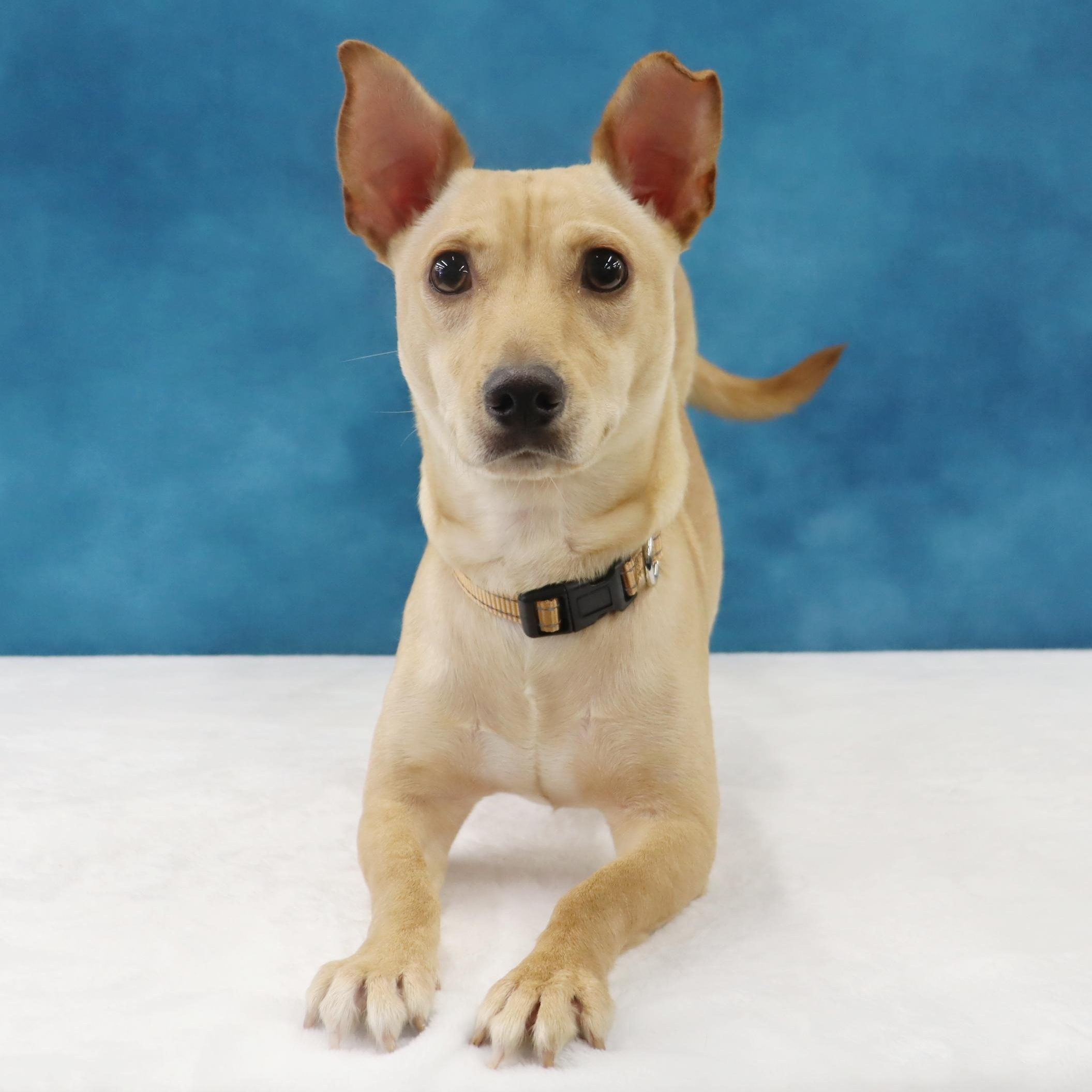 Enlarge Toby, a Curious, Playful, & Smart Youngster Ready for FUN!, an adoptable mixed breed in League City, TX image 6/6