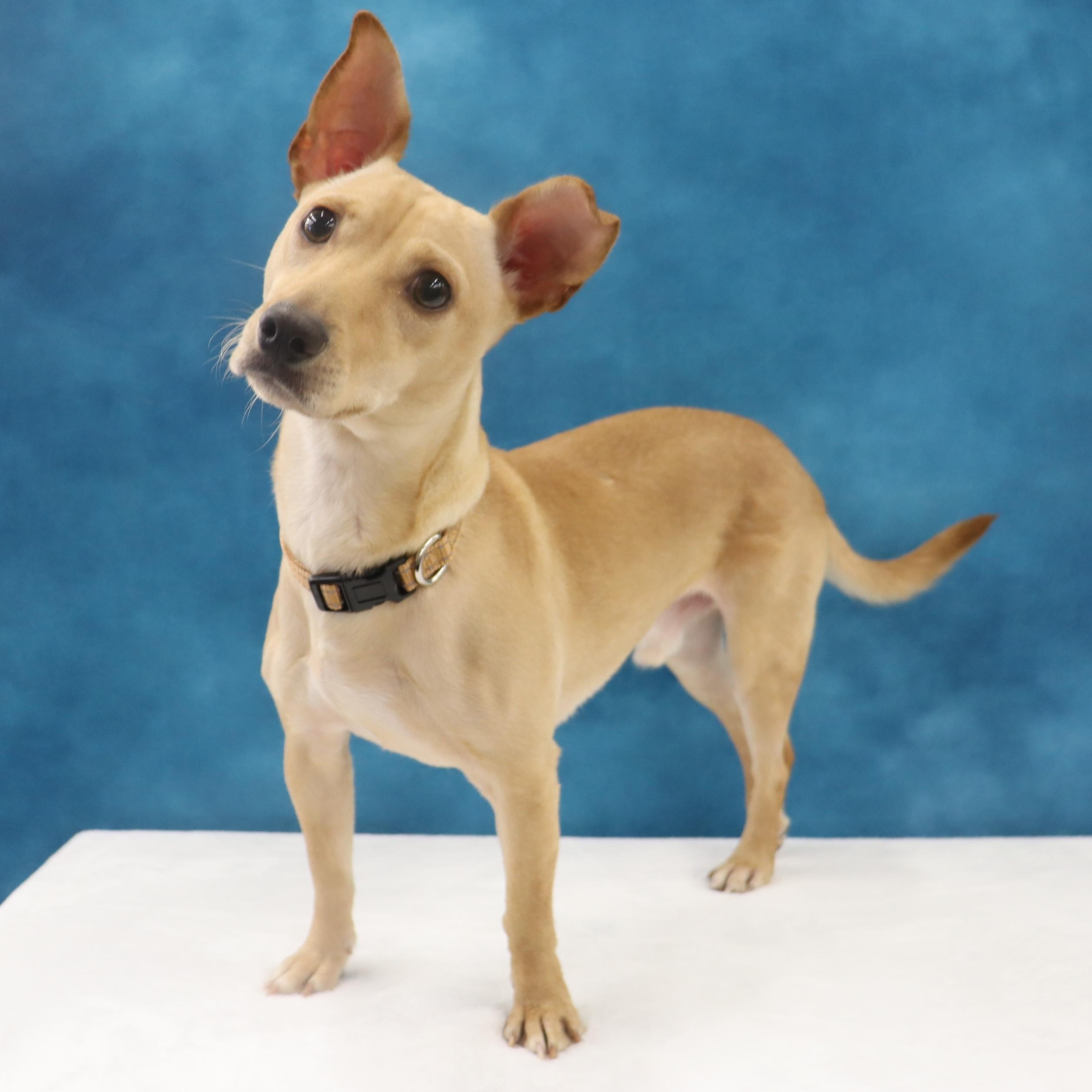 Enlarge Toby, a Curious, Playful, & Smart Youngster Ready for FUN!, an adoptable mixed breed in League City, TX image 1/6