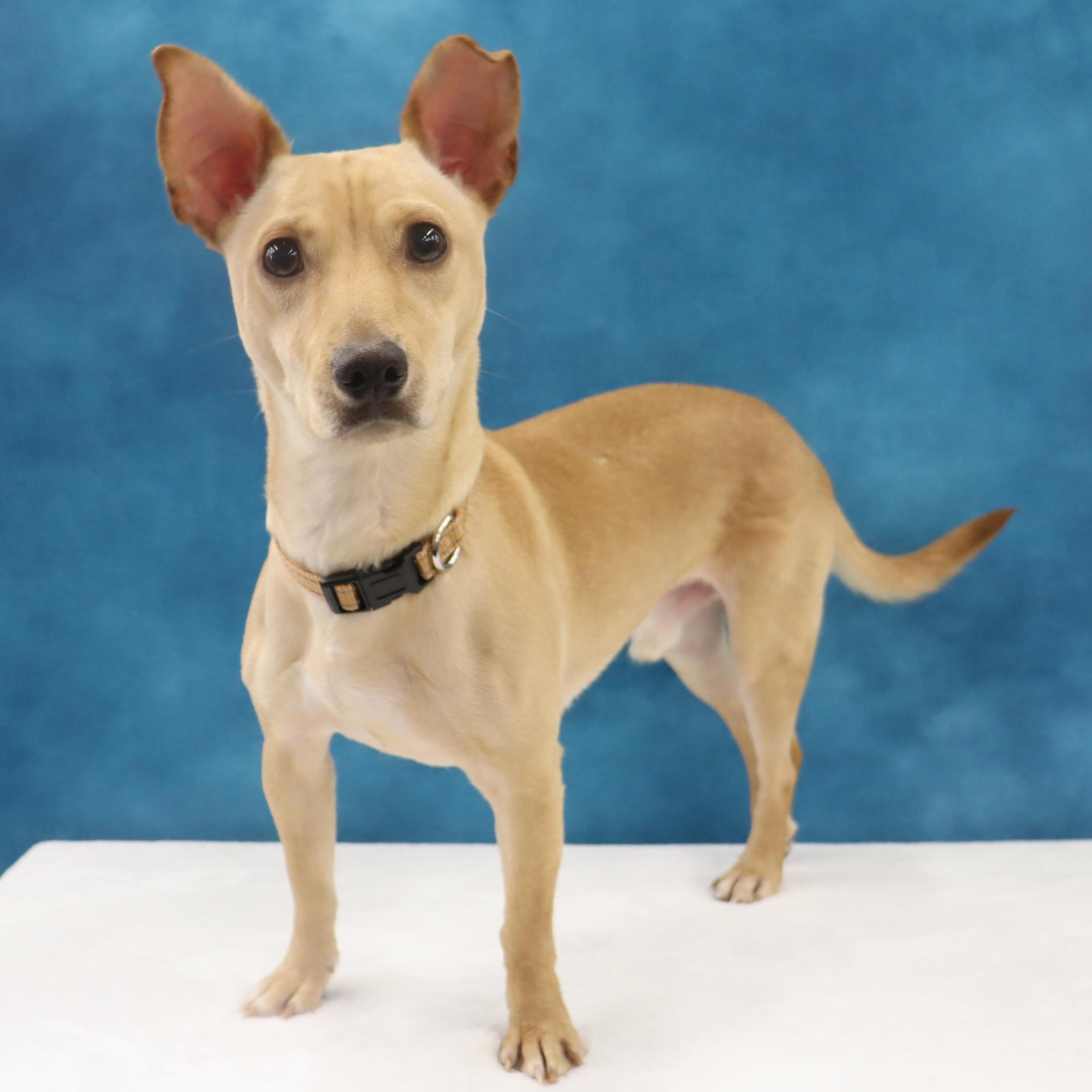 Toby, a Curious, Playful, & Smart Youngster Ready for FUN!