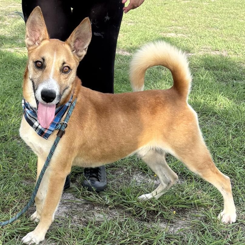 Flako — thumbnail 2