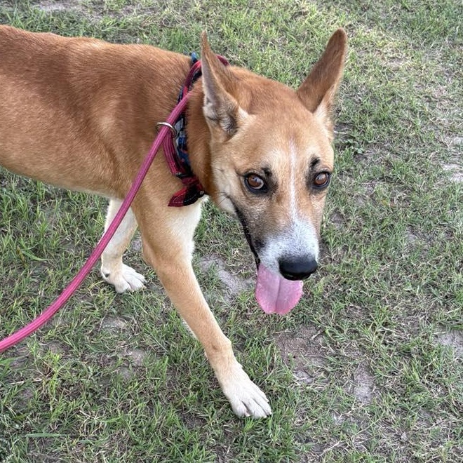 Flako — thumbnail 4