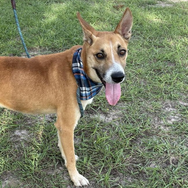 Flako — thumbnail 6