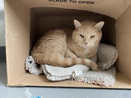 Enlarge Turf, a Adoptable Domestic Short Hair in Montclair, NJ image 2/2