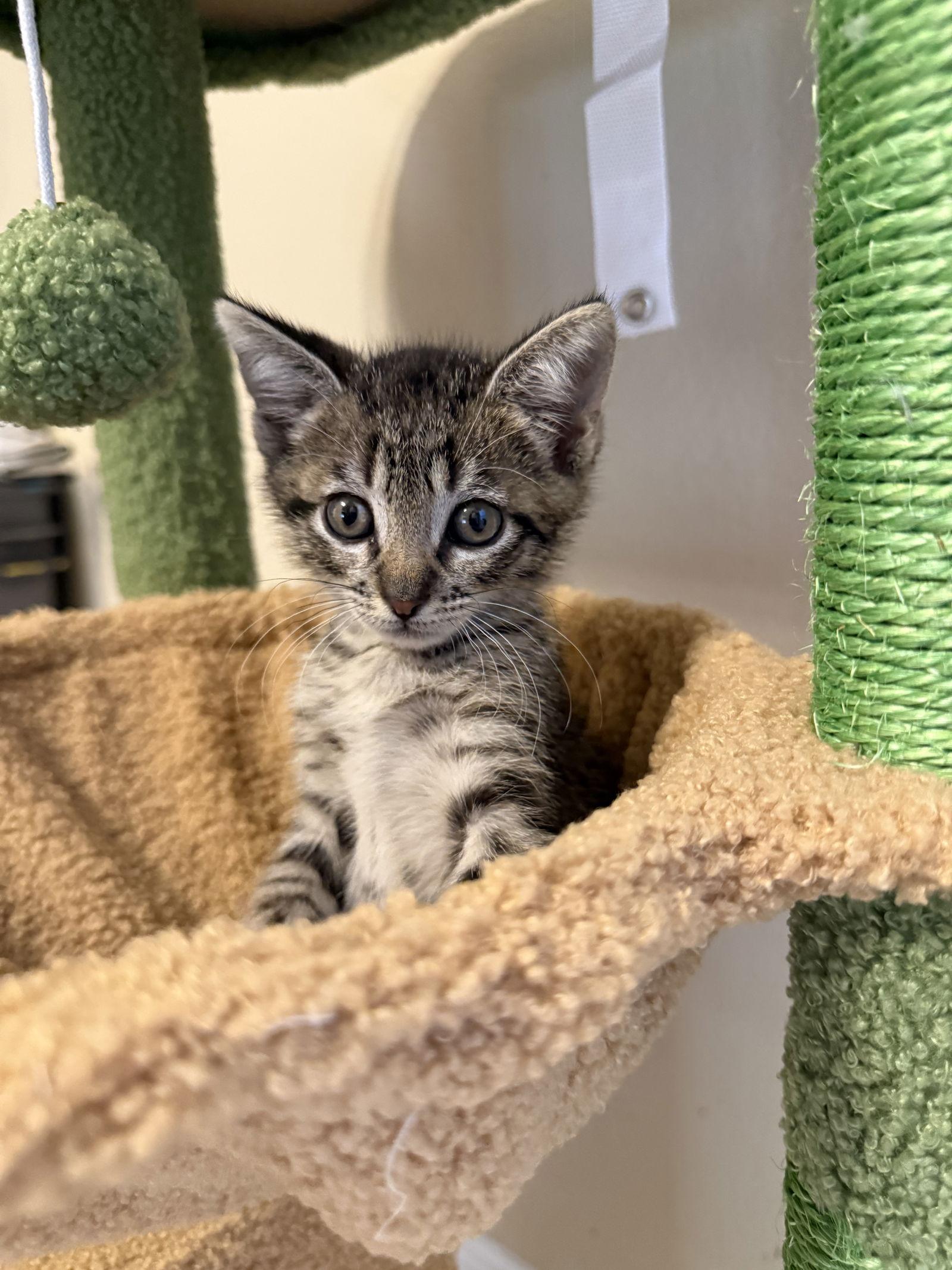 Enlarge Manny, a Adoptable Domestic Short Hair in Hammond, LA image 1/2