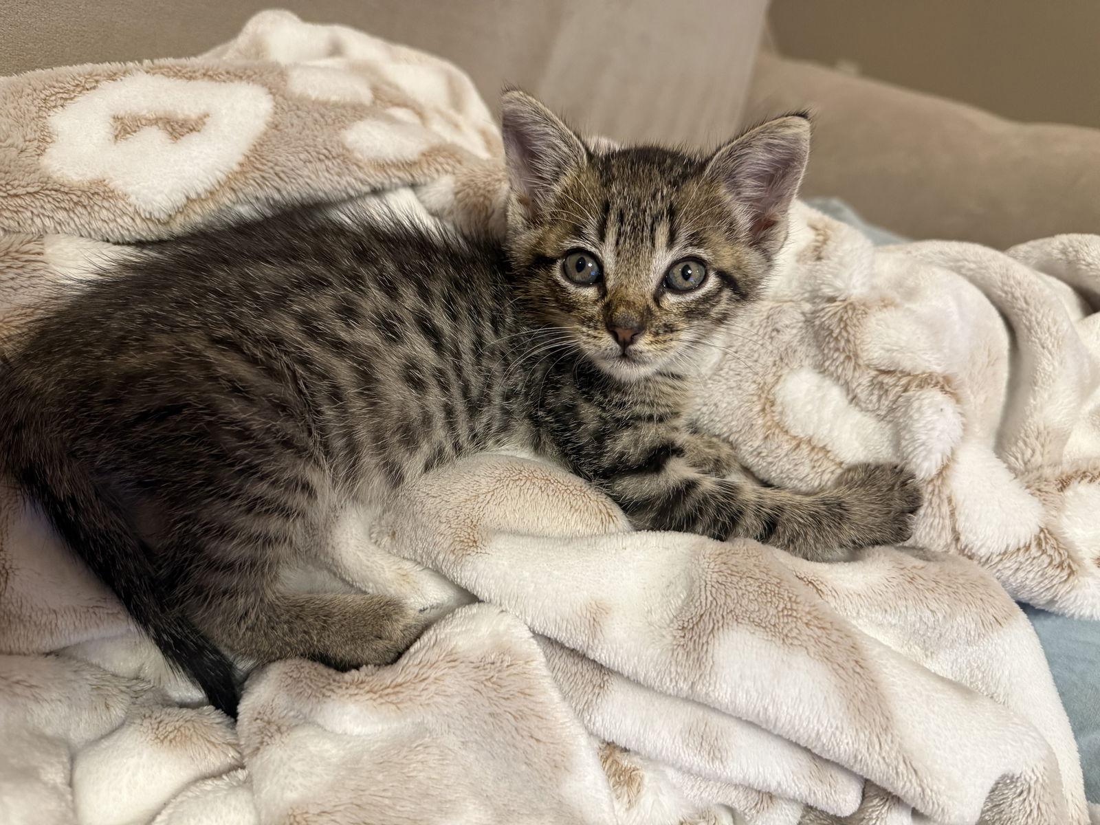 Enlarge Manny, a Adoptable Domestic Short Hair in Hammond, LA image 2/2