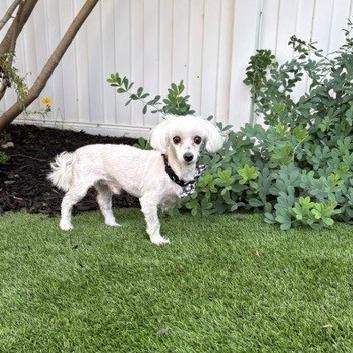 Pilaf, Adoptable, Adult Male Maltese.