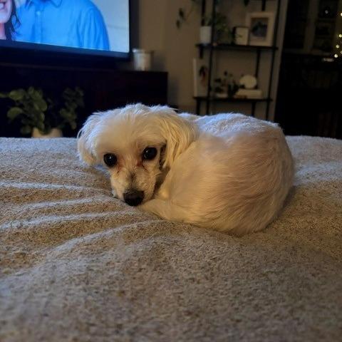 Pilaf, a Adoptable Maltese in Sinking Spring, PA image 2/5