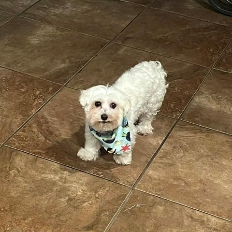 Pilaf, a Adoptable Maltese in Sinking Spring, PA image 3/5