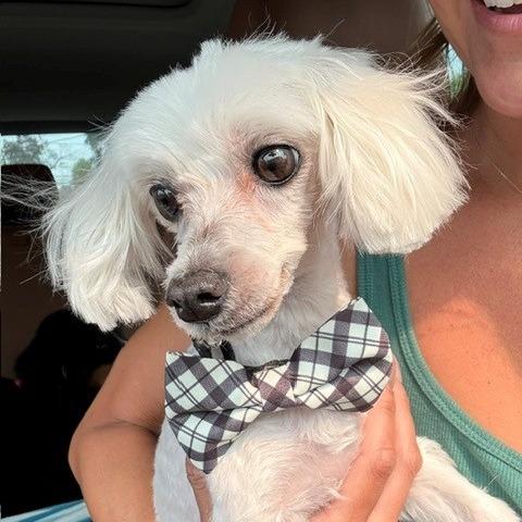 Pilaf, a Adoptable Maltese in Sinking Spring, PA image 4/5