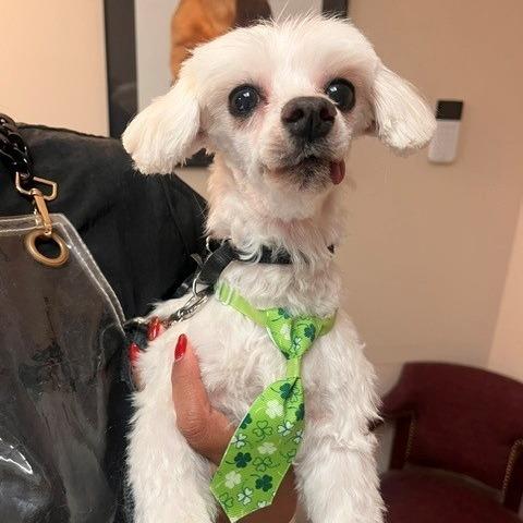 Pilaf, a Adoptable Maltese in Sinking Spring, PA image 5/5