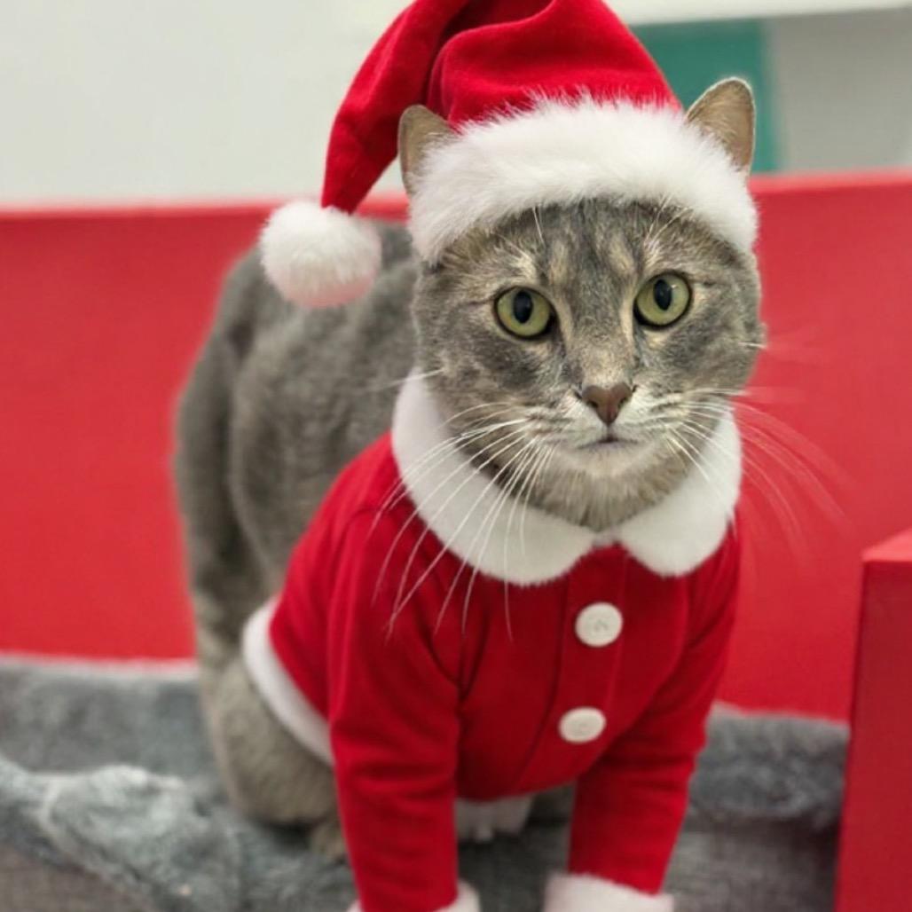 Henson, Adoptable, Adult Male Domestic Short Hair.