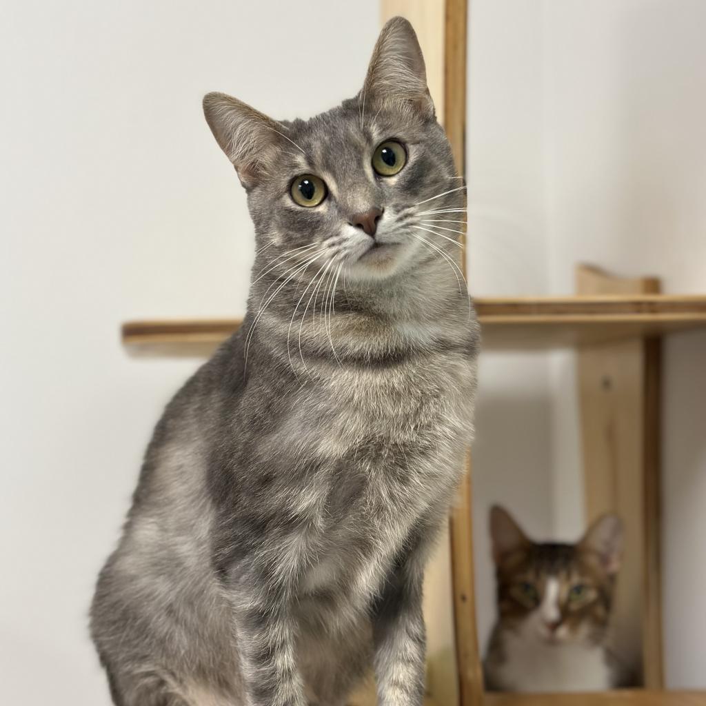 Enlarge Henson, a Adoptable Domestic Short Hair in Ponte Vedra Beach, FL image 2/4