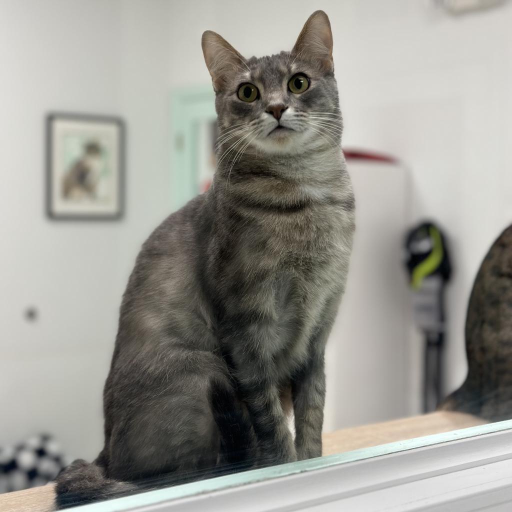 Enlarge Henson, a Adoptable Domestic Short Hair in Ponte Vedra Beach, FL image 3/4