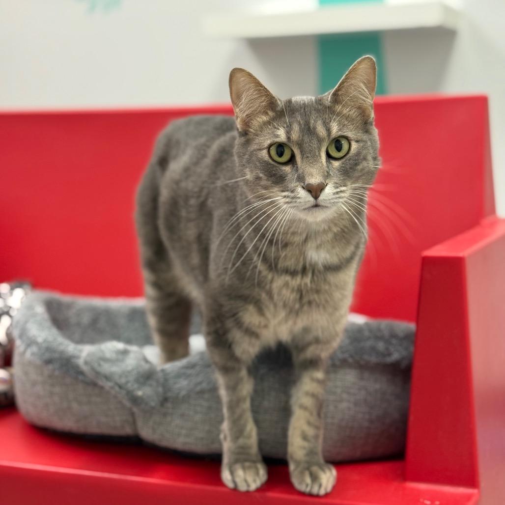 Enlarge Henson, a Adoptable Domestic Short Hair in Ponte Vedra Beach, FL image 5/5