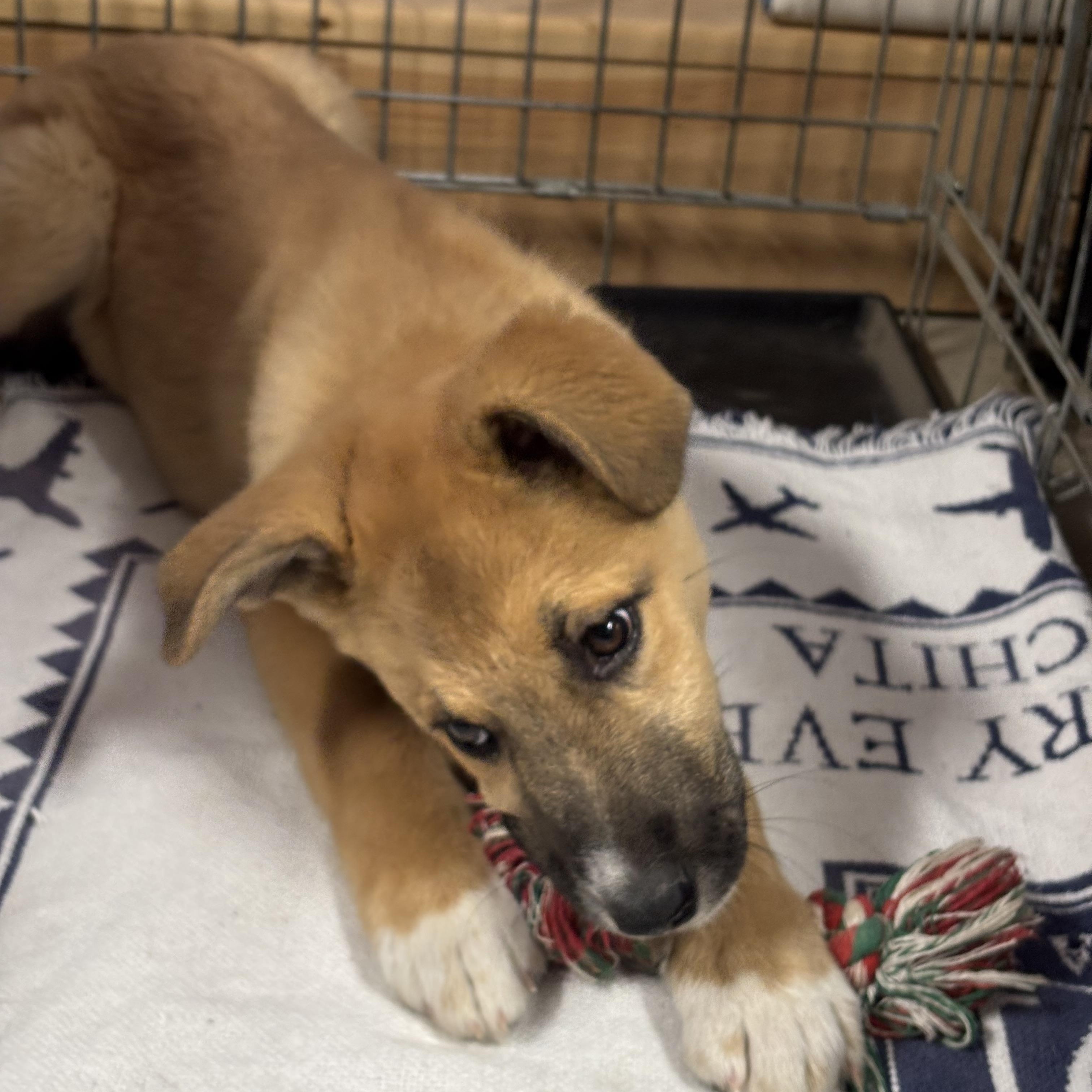 Apache-FOSTERED IN NY!