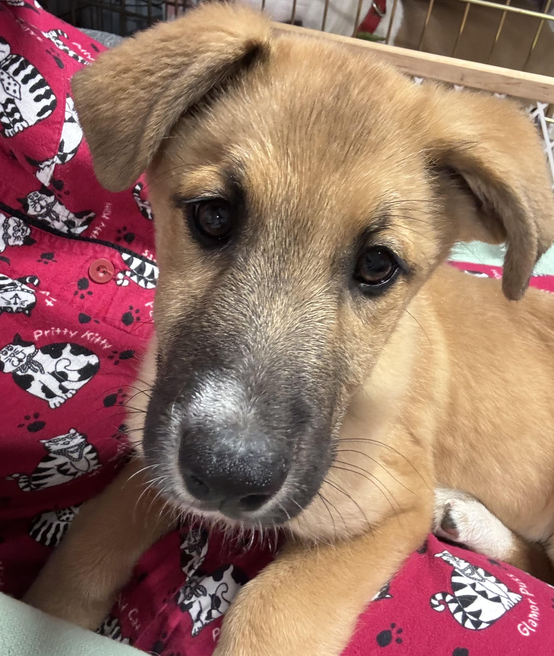 Apache-FOSTERED IN NY! — thumbnail 3