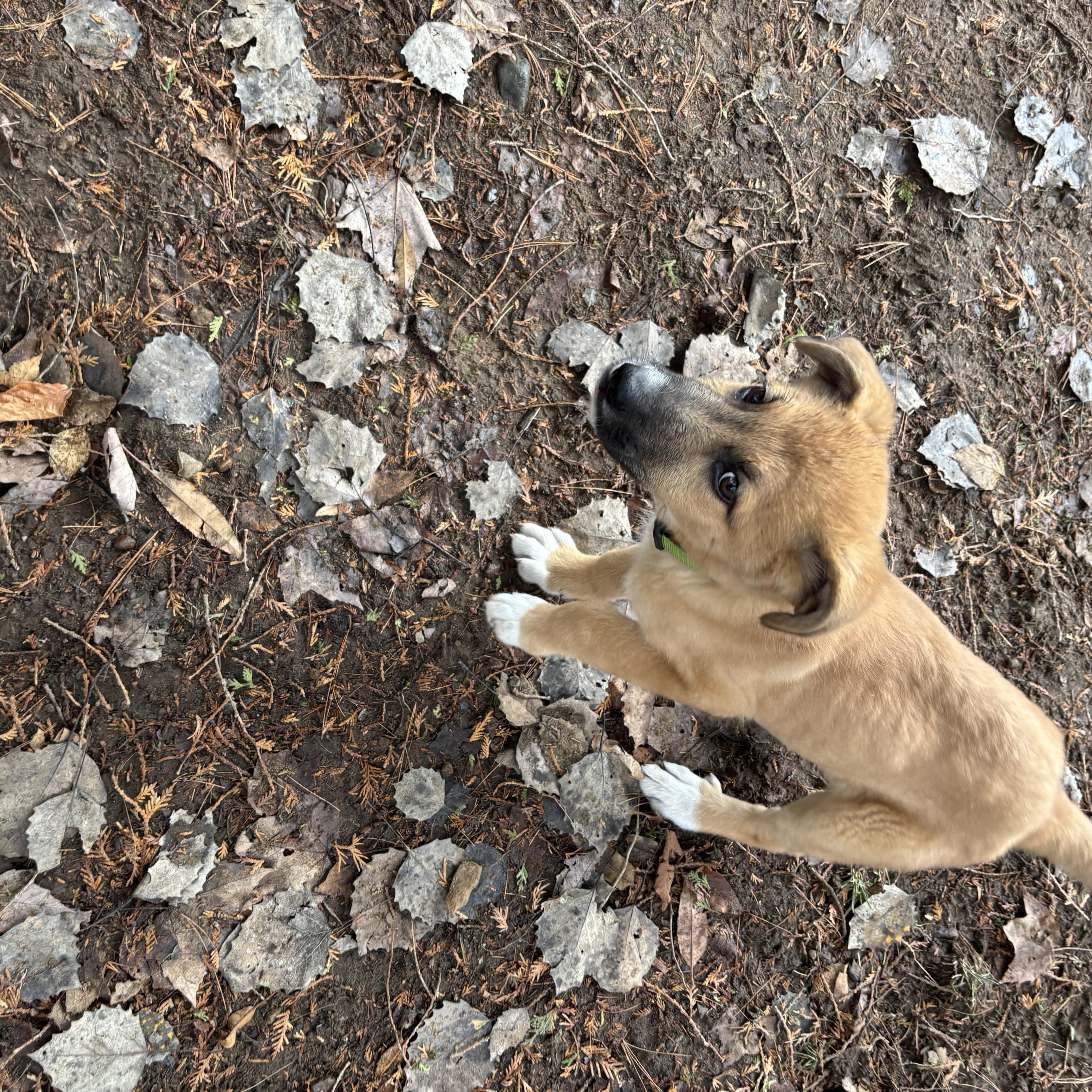 Apache-FOSTERED IN NY! — thumbnail 4