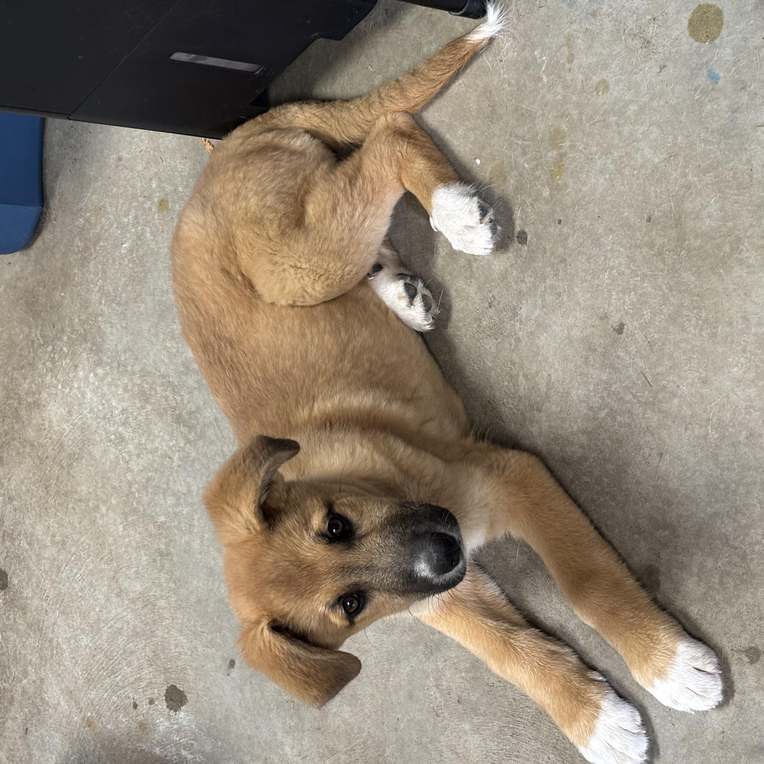 Apache-FOSTERED IN NY! — thumbnail 5