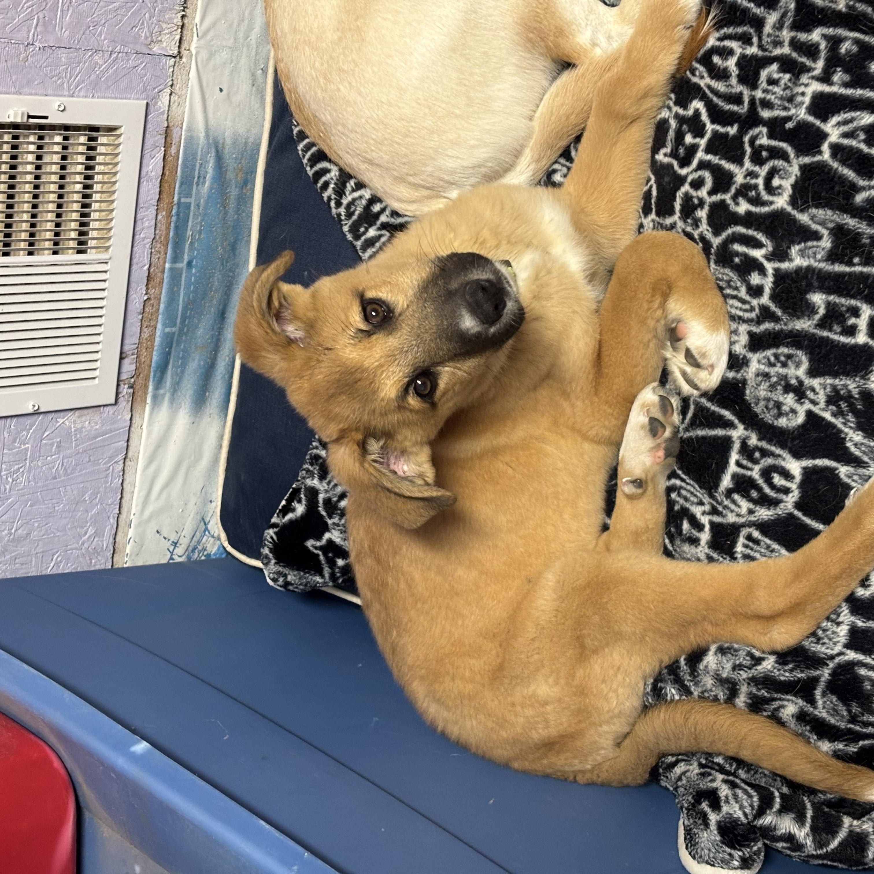 Apache-FOSTERED IN NY! — thumbnail 6