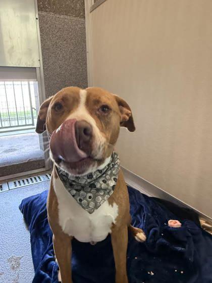 Enlarge Adolpho, a ADOPTABLE mixed breed in Hamilton, MT image 2/3