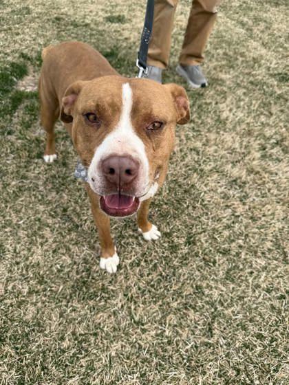 Adolpho, ADOPTABLE, Adult Male Pit Bull Terrier.