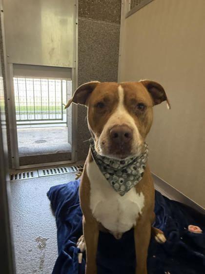 Enlarge Adolpho, a ADOPTABLE mixed breed in Hamilton, MT image 3/3