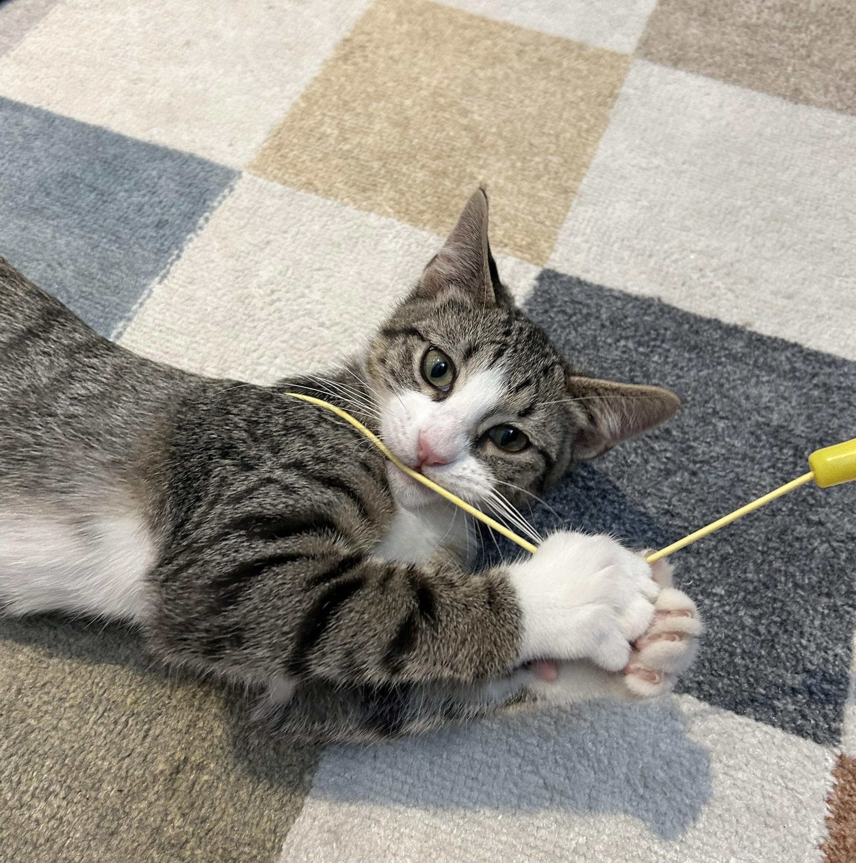 Dory, Adoptable, Kitten Female Tabby.
