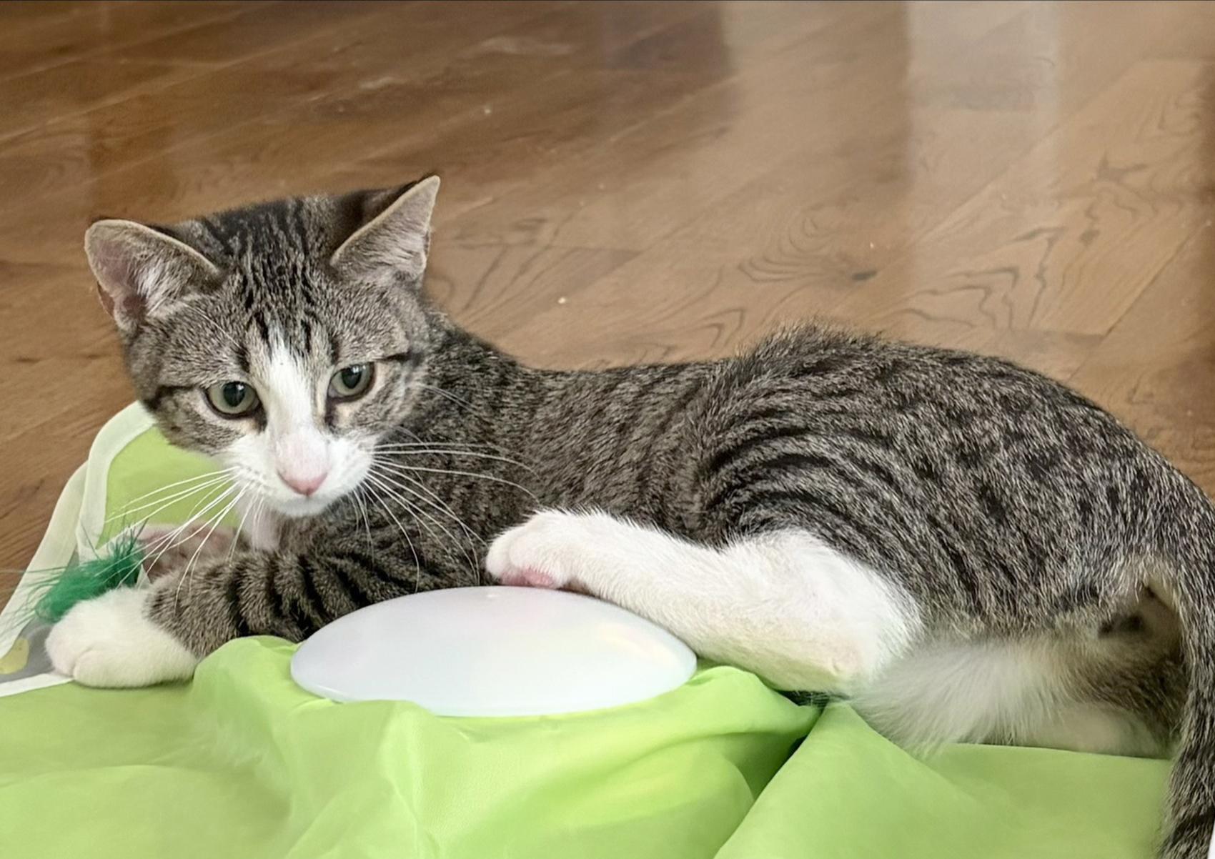 Enlarge Dory, a Adoptable Tabby in Parkville, MO image 6/6