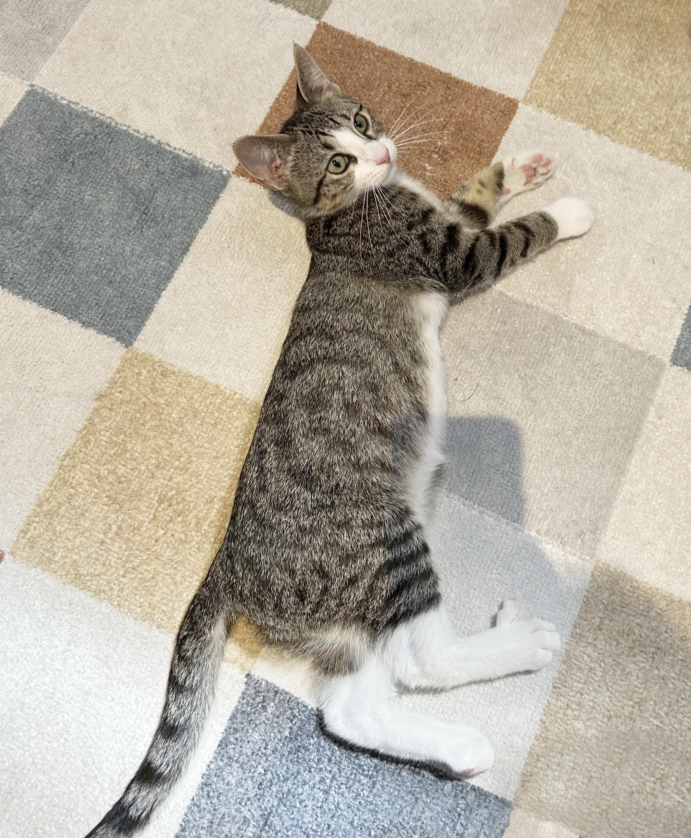 Enlarge Dory, a Adoptable Tabby in Parkville, MO image 4/6