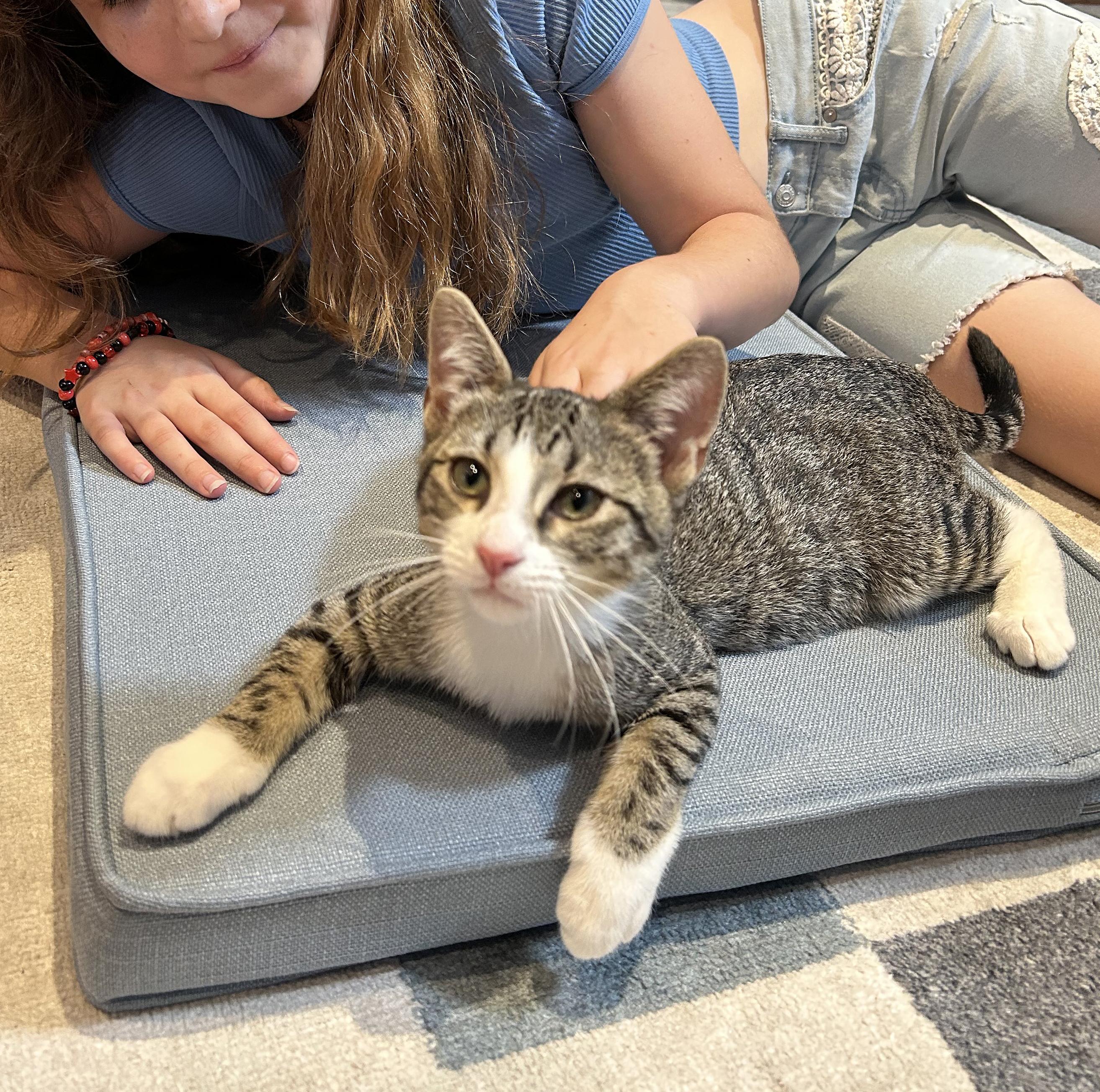 Enlarge Dory, a Adoptable Tabby in Parkville, MO image 2/6