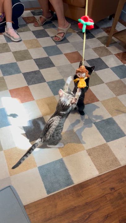 Enlarge Dory, a Adoptable Tabby in Parkville, MO video 5/6