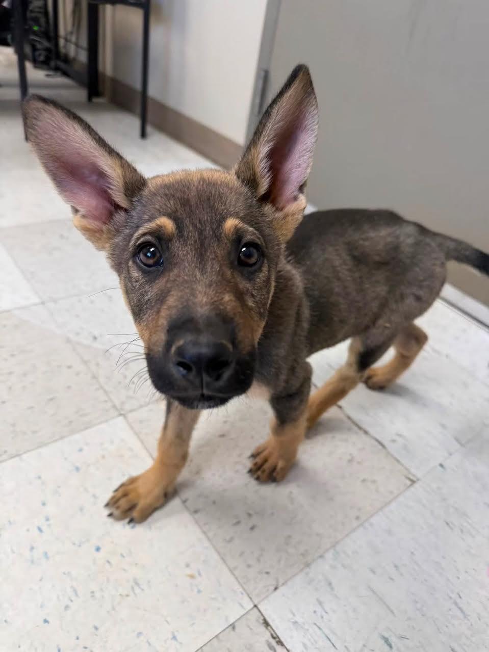 Timon, ADOPTABLE, Young Male German Shepherd Dog & Australian Kelpie.