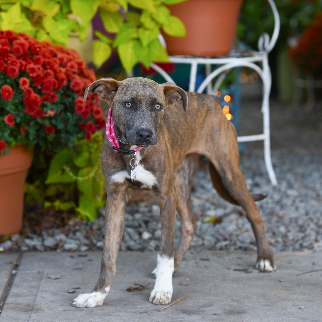 Wynonna, a Adoptable Labrador Retriever in Wake Forest, NC image 1/6