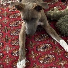 Wynonna, a Adoptable Labrador Retriever in Wake Forest, NC image 2/6