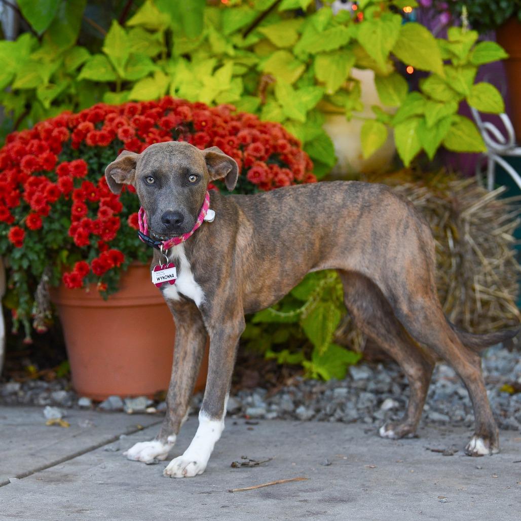 Wynonna, a Adoptable Labrador Retriever in Wake Forest, NC image 3/6