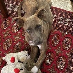 Wynonna, a Adoptable Labrador Retriever in Wake Forest, NC image 4/6