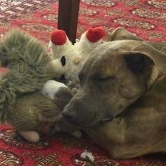 Wynonna, a Adoptable Labrador Retriever in Wake Forest, NC image 5/6