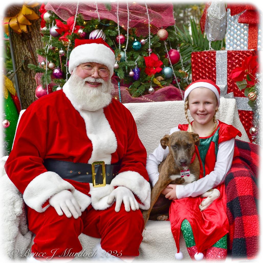 Wynonna, a Adoptable Labrador Retriever in Wake Forest, NC image 6/6