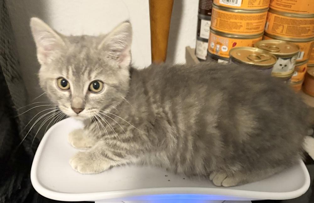 Enlarge Sage, a Adoptable Domestic Short Hair in Rochester, IN image 1/1