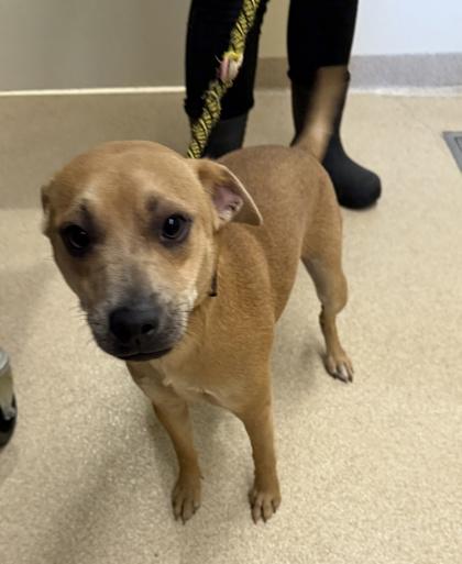 Titan, Adoptable, Young Male Mixed Breed & Mixed Breed.
