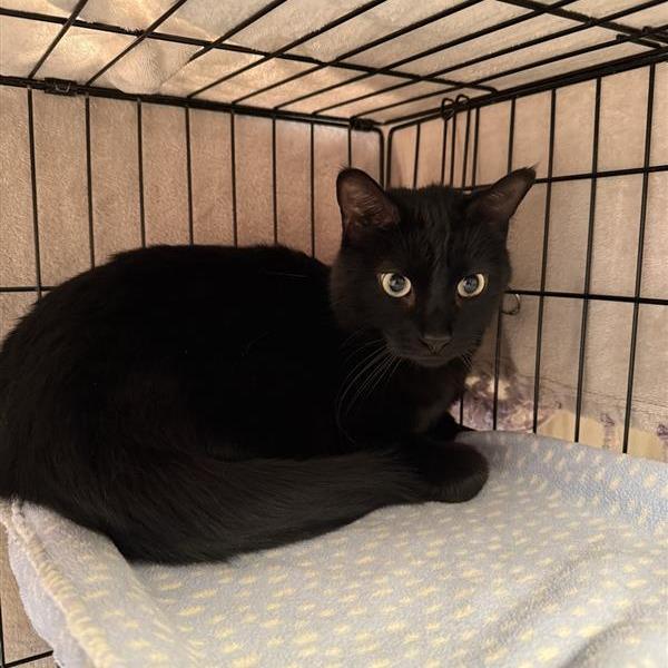 Thackeray, Adoptable, Adult Male Domestic Medium Hair.