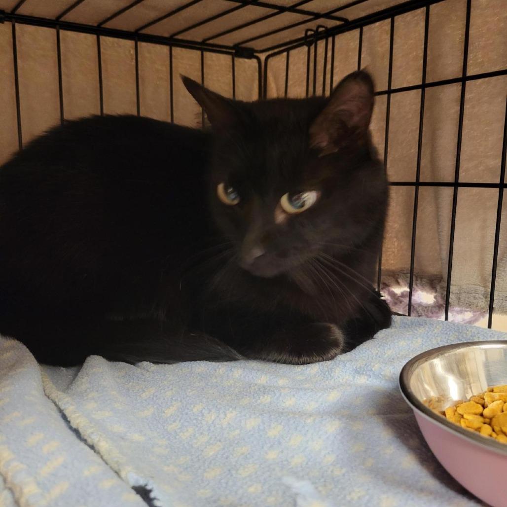 Enlarge Thackeray, a Adoptable Domestic Medium Hair in Tempe, AZ image 2/6